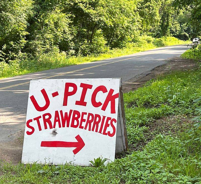 Pick Strawberries Fresh From The Field