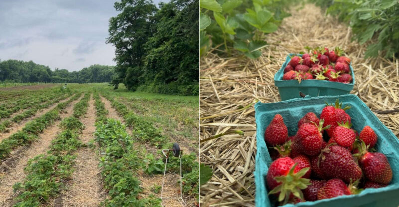 Pick Your Own Sweet Strawberries At This Charming Connecticut Farm