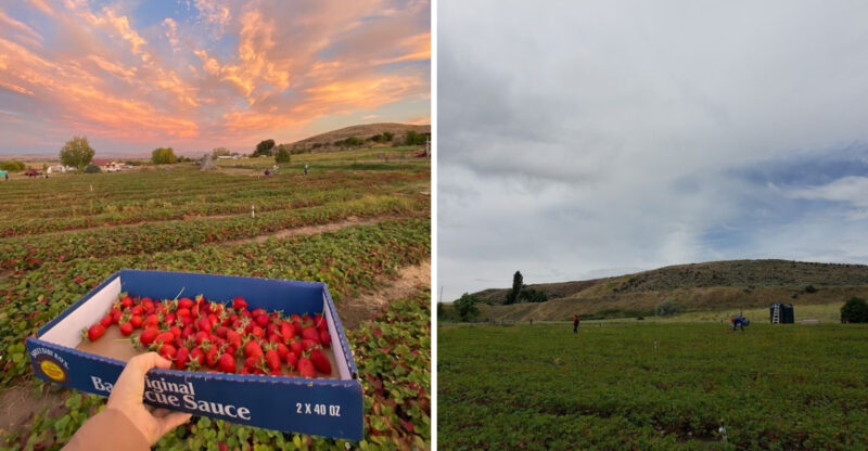 Pick Your Own Sweet Strawberries At This Charming Idaho Farm