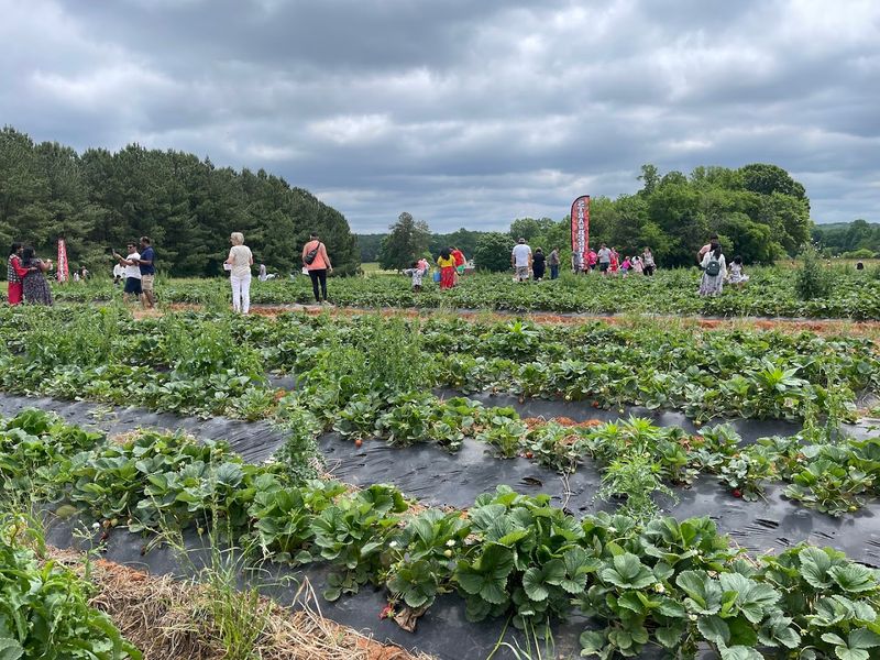 More Than 50 Years Of Strawberry Growing