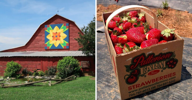 Pick Your Own Sweet Strawberries At This Charming North Carolina Farm