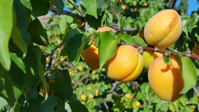 More Than Apples During Harvest Season