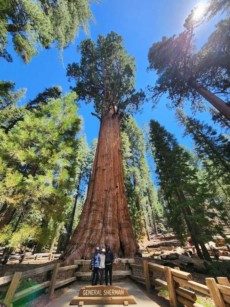 General Sherman Tree Trail, Sequoia National Park
