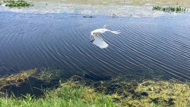 Why Birdwatchers Love This Wetland Drive