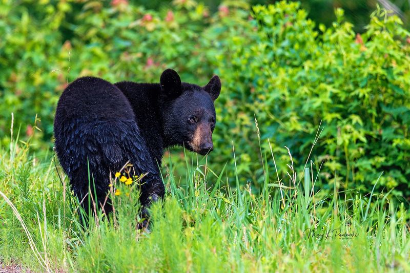 Early And Late Visits Bring More Animal Activity