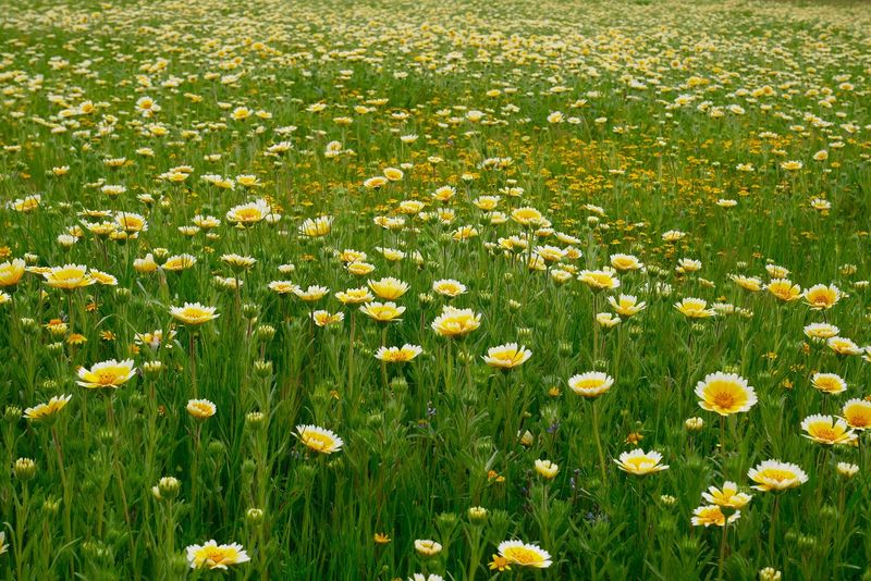 Shell Creek Road Wildflowers, Santa Margarita