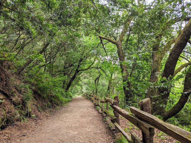 These 13 Dog-Friendly Trails In Northern California Are Perfect For A Weekend Outing - Decor Hint East Bay Skyline National Recreation Trail, Oakland and Berkeley Hills