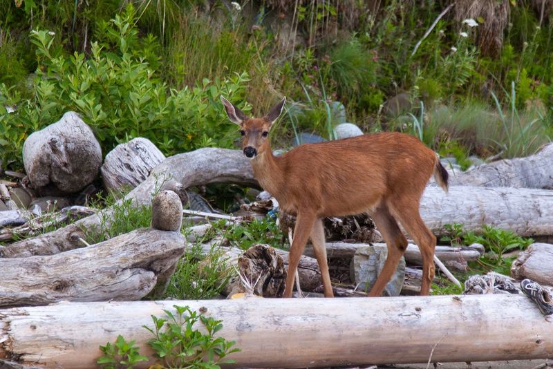 Wildlife You Did Not Expect