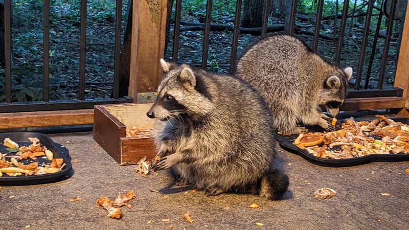 The Wildlife Viewing Tradition