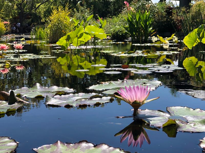 This Colorado Botanical Garden Feels Like A Peaceful Escape From Everyday Life - Decor Hint Why This Garden Earns Its Reputation As A True Urban Sanctuary