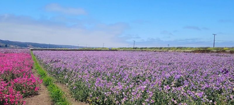 The Area Has A Real Flower-Growing Identity