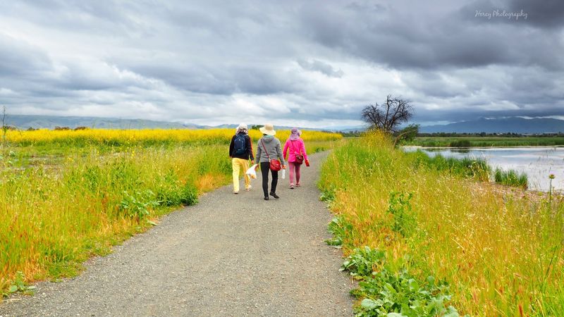 These 13 Dog-Friendly Trails In Northern California Are Perfect For A Weekend Outing - Decor Hint Coyote Hills Regional Park, Fremont