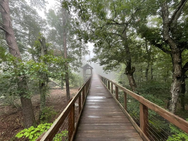 Bald Rock Boardwalk, Cheaha State Park