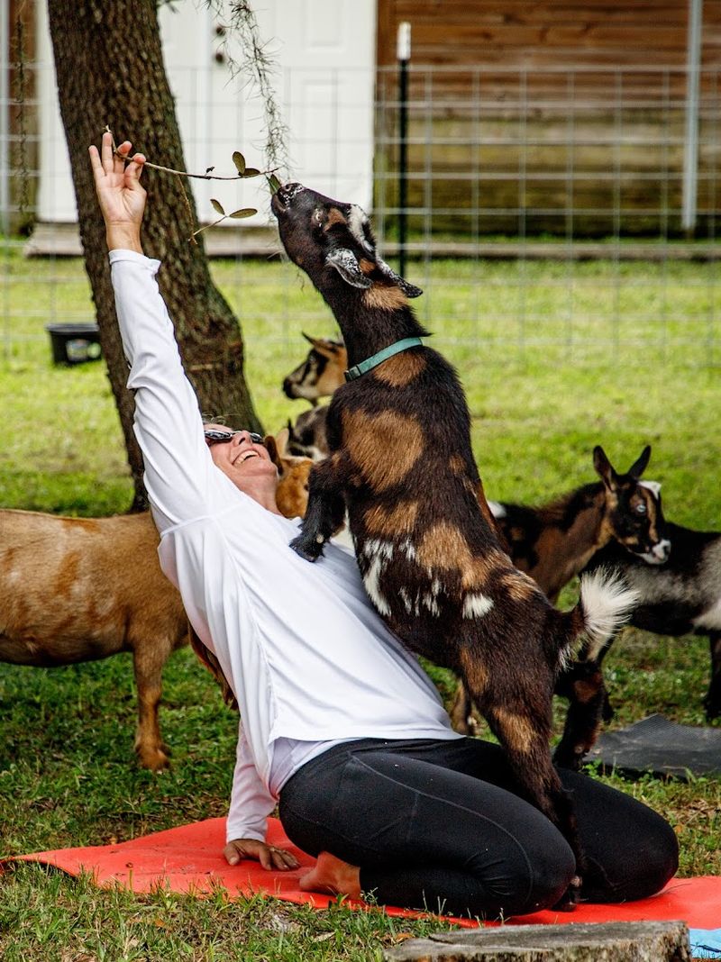 Goat Yoga Sessions At Oak Aged Farm