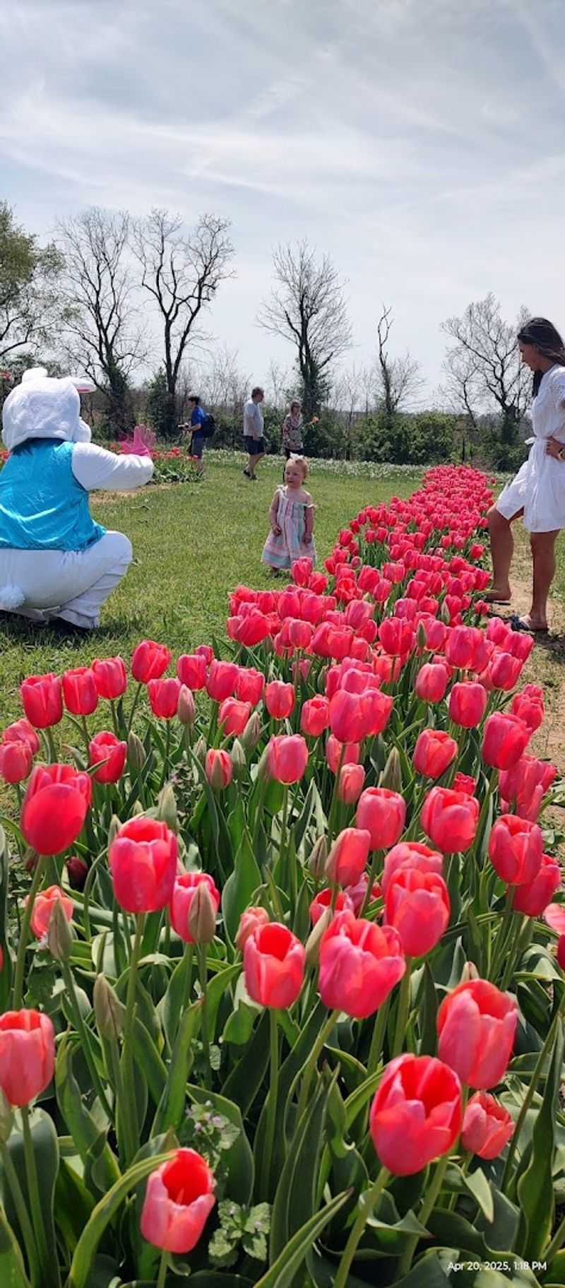 Why 2026 Is Your Year To Visit Kentucky's Lavender Bloom - Decor Hint Perfect Spot For Memorable Family Photos