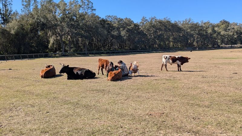 Where Feeding The Animals Becomes Part Of The Experience