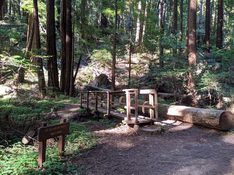Little Butano Creek Trail, Butano State Park