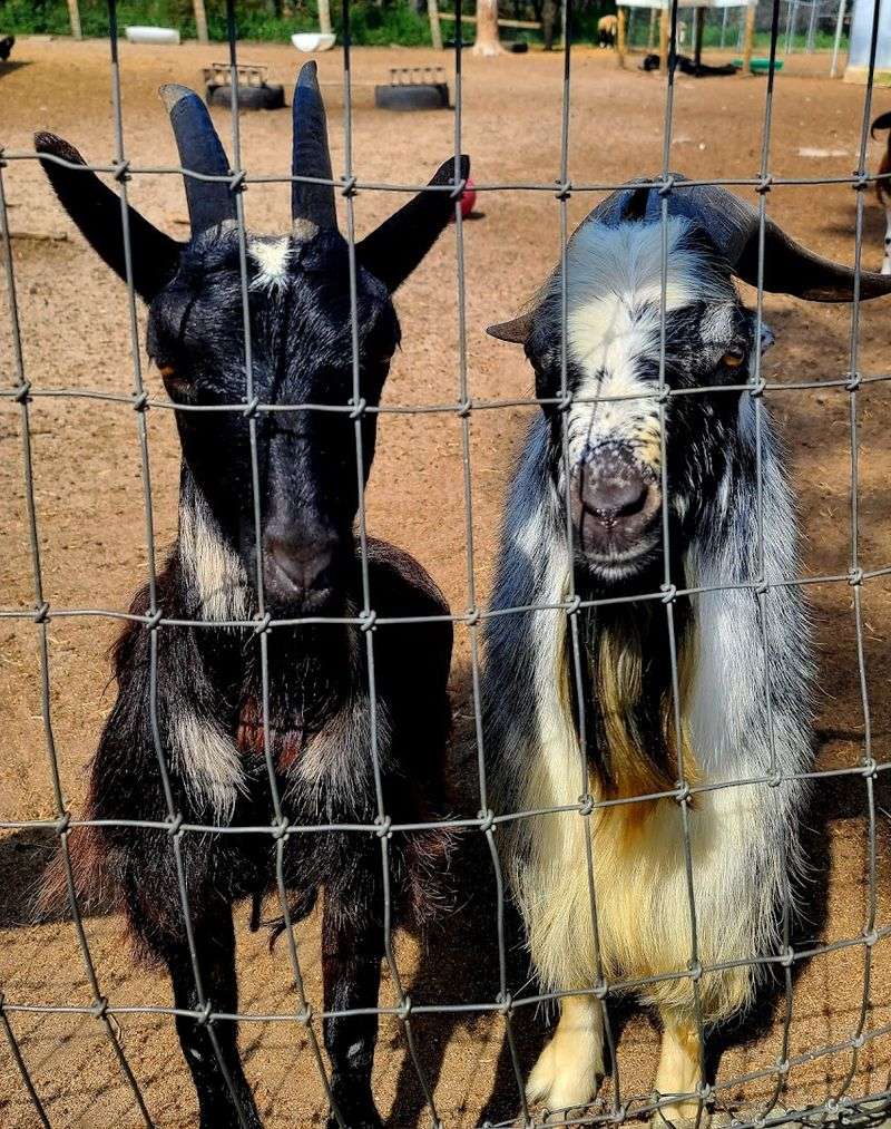 Barnyard Animal Feeding Fun