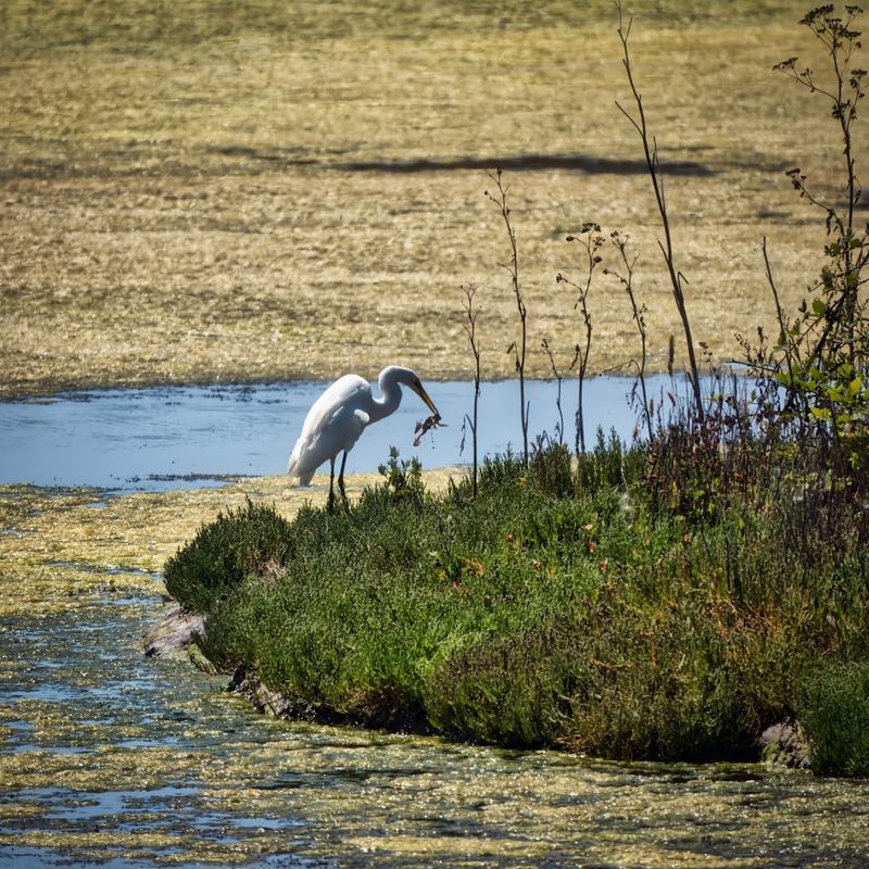 Birdwatching Trails Make The Marsh A Peaceful Detour