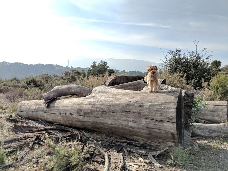 These 13 Dog-Friendly Trails In Northern California Are Perfect For A Weekend Outing - Decor Hint Pulgas Ridge Preserve, Redwood City