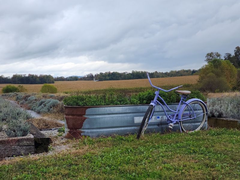 A Scenic Country Road Setting