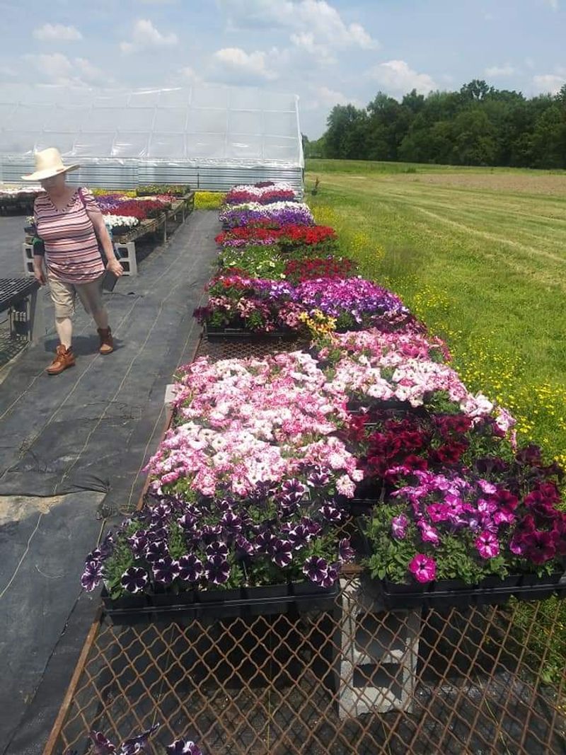 Greenhouses Full Of Flowers And Plants To Explore