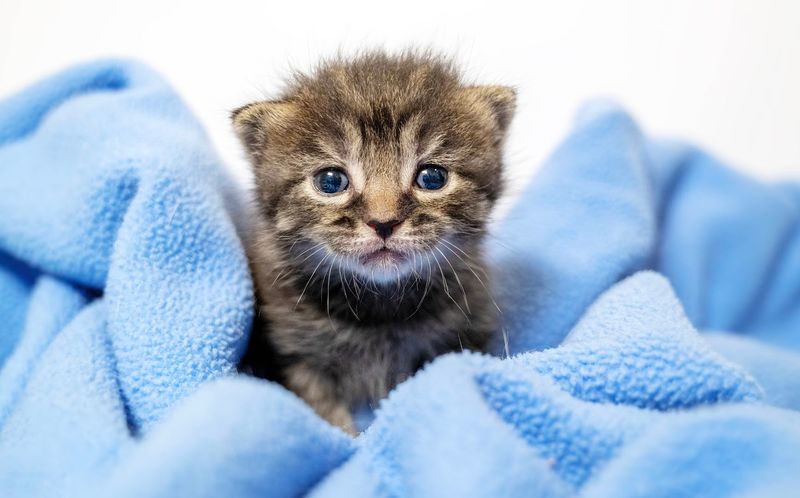 9 North Carolina Wildlife Sanctuaries And Rescue Centers Where You Can Meet Animals Face-To-Face - Decor Hint Beautiful Together Animal Sanctuary