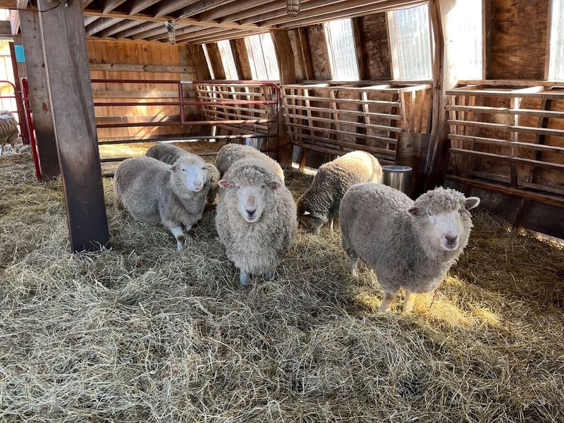 Goats, Sheep, Cows, Chickens, Turkeys, Ducks, And Geese