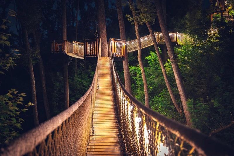 The Treetop Skywalk Experience