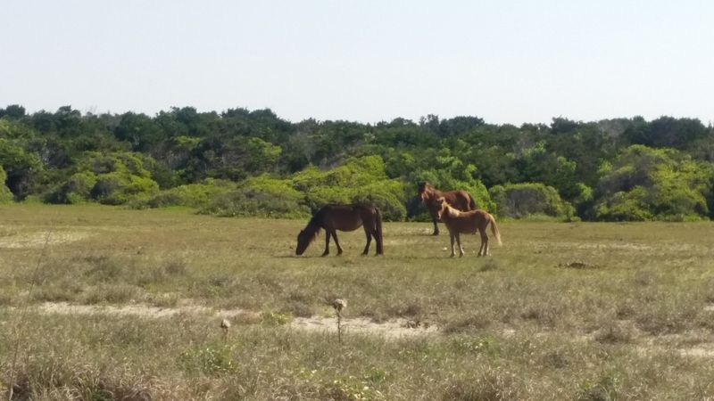 8 North Carolina Islands That Feel Like A Weekend Escape Without The Drama - Decor Hint Harkers Island