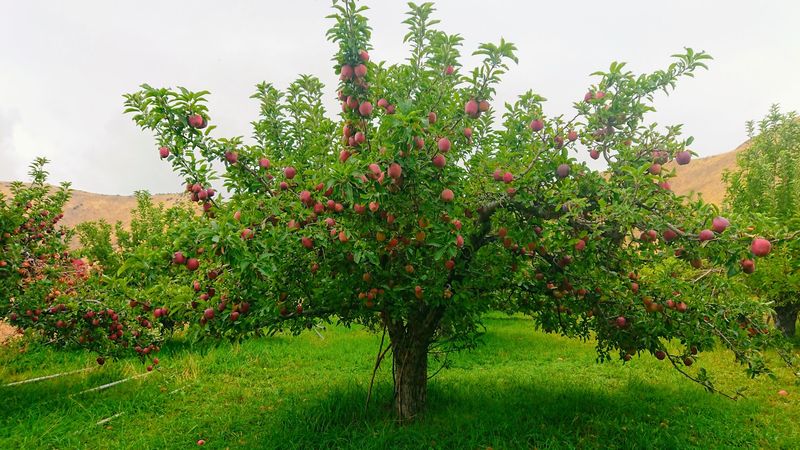 Fresh Fruit From Cherries To Fall Apples