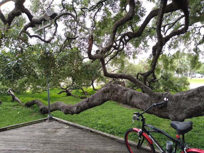 Why This Tree Got Its Famous Name