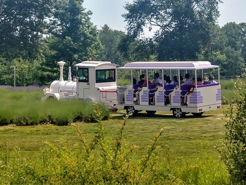 The Train Ride Through The Fields