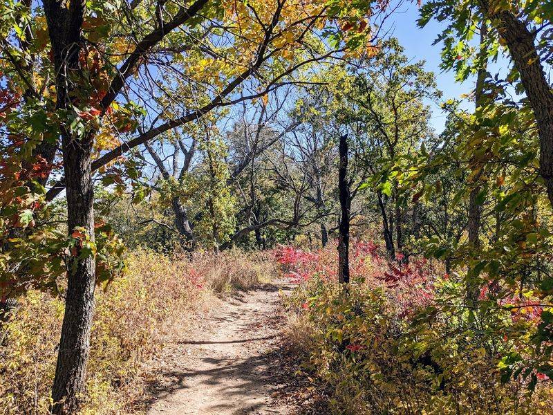 Hardwood Forest Adds A Calming Canopy