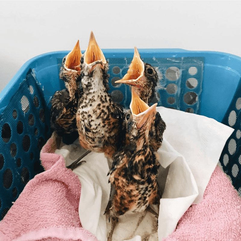 The Quiet Rehab Center Behind So Many Wild Returns