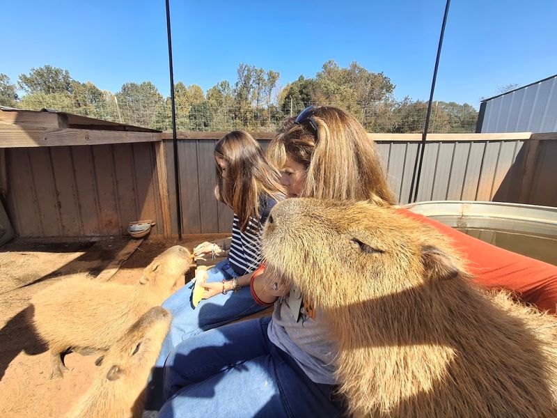 Petting Zoo Barn With Friendly Animals