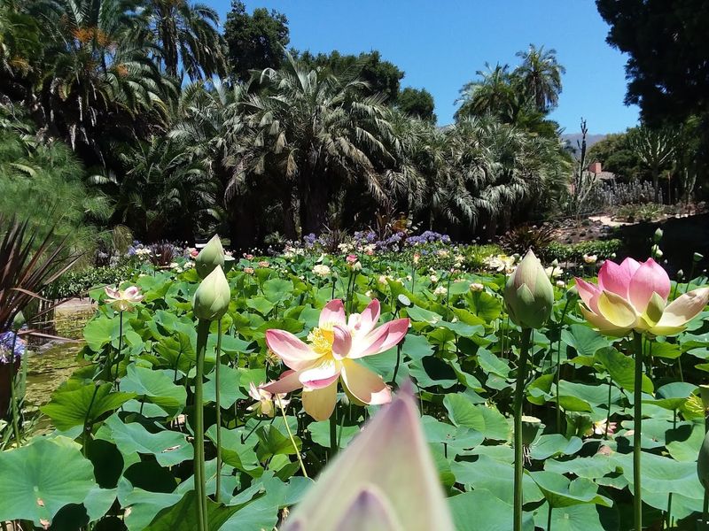 Ganna Walska Lotusland