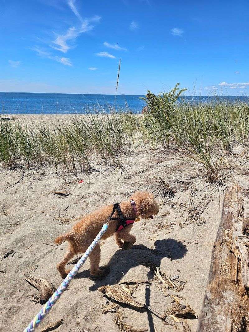 Hammonasset Beach State Park, Madison