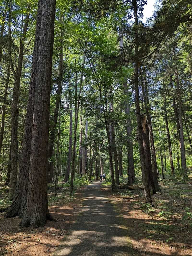 Hartwick Pines State Park