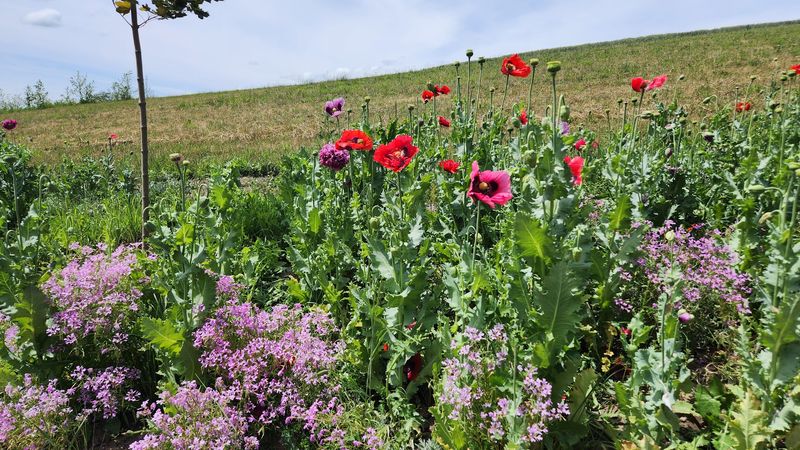 A Perfect Spot For Picnics And Relaxation