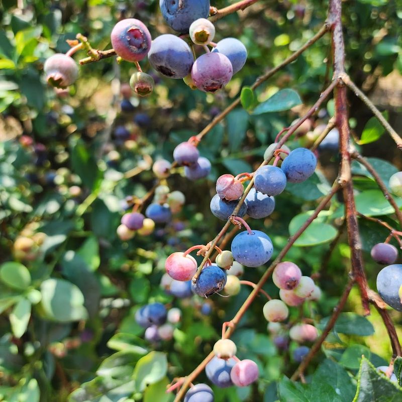U-Pick Blueberries, Blackberries, And Wildflowers