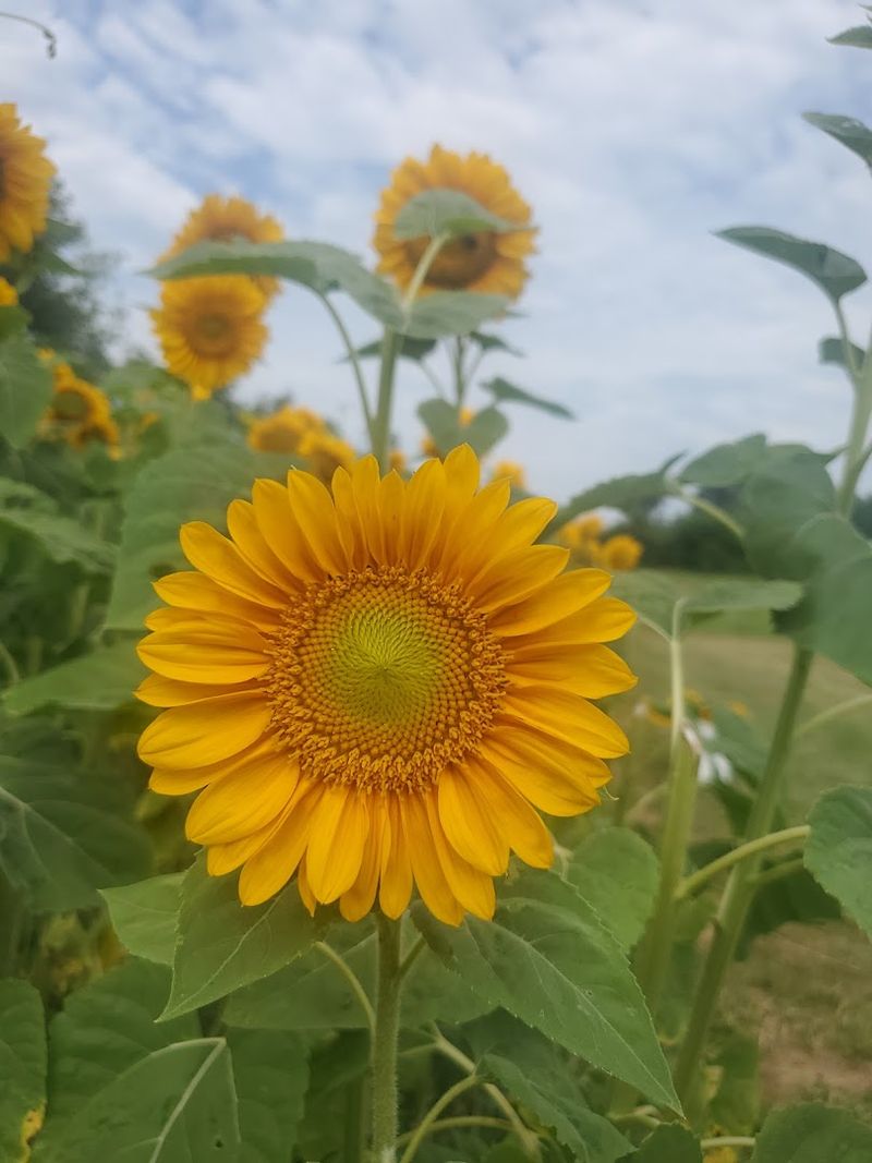 Why 2026 Is Your Year To Visit Kentucky's Lavender Bloom - Decor Hint Sunflower Season Adds Even More Color To The Mix