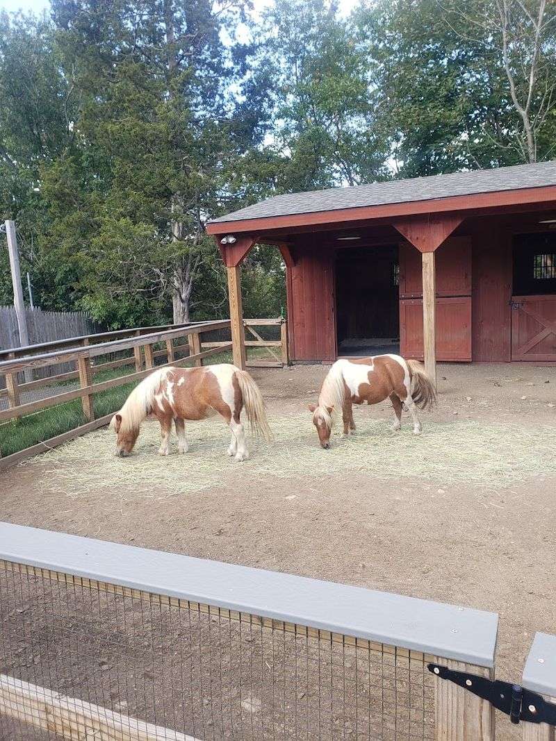Meet Farmyard Friends On The Trail