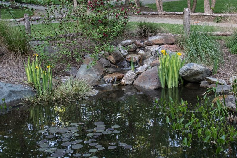 Koi Pond Near the Old Mill