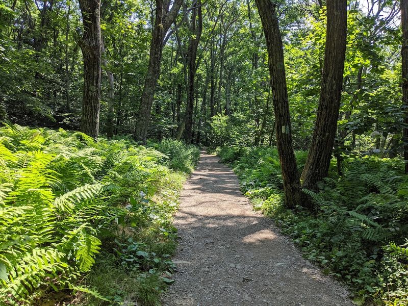 Stony Man Trail, Skyline Drive, Luray