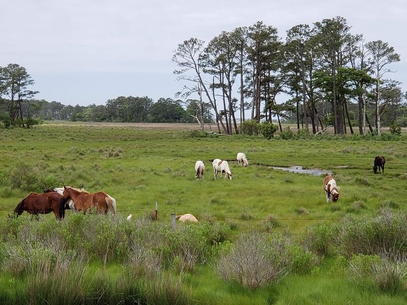 Chincoteague National Wildlife Refuge
