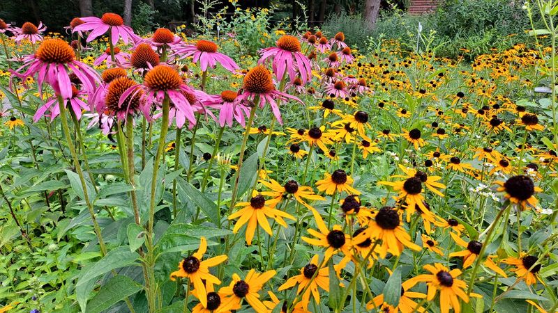 Raccoon Creek State Park Wildflower Reserve