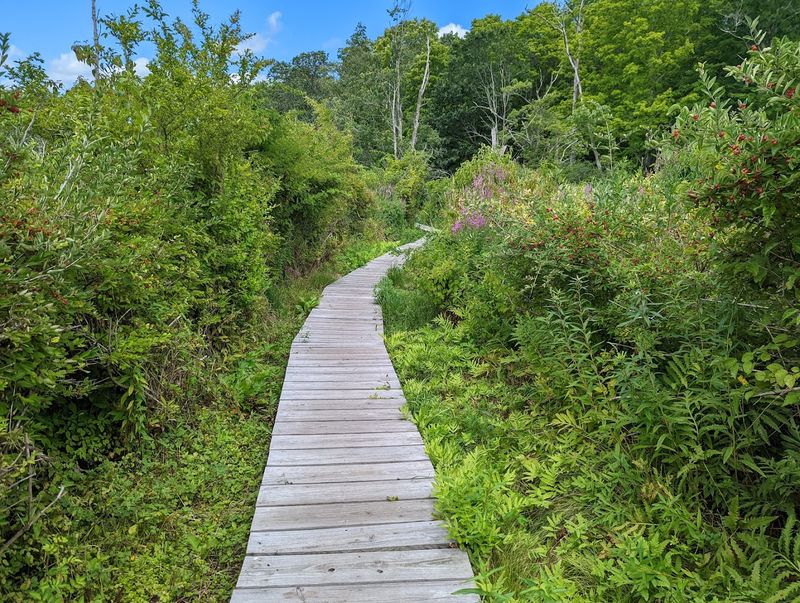 White Memorial Boardwalk Trail, Litchfield