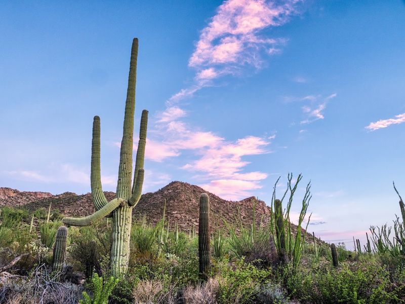 Saguaro National Park 