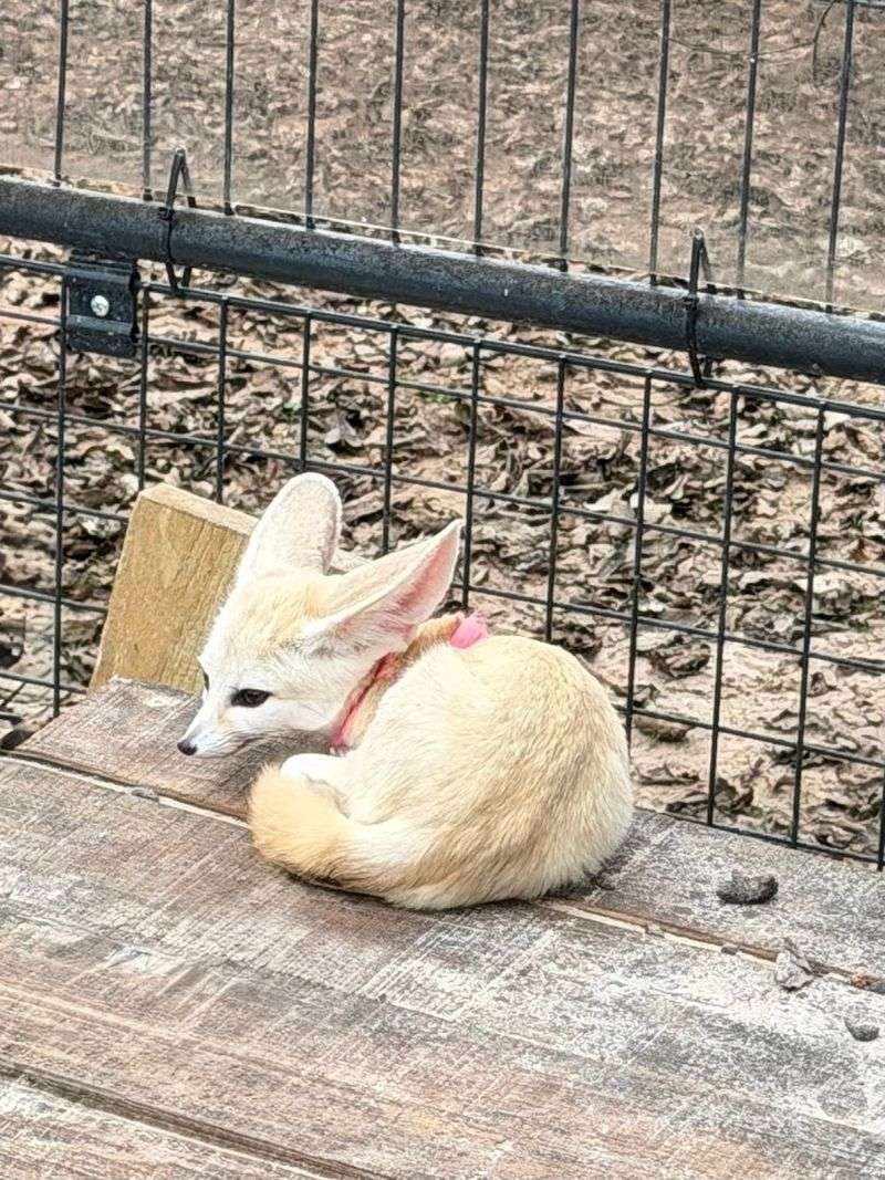 More Animals On Site